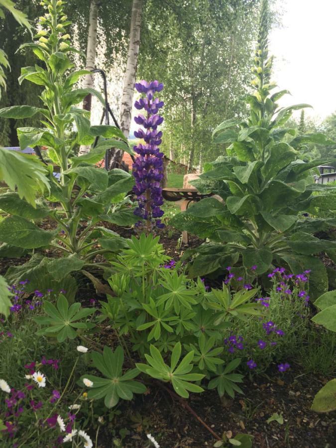 Estadens Gite Colombe Des Bois מראה חיצוני תמונה